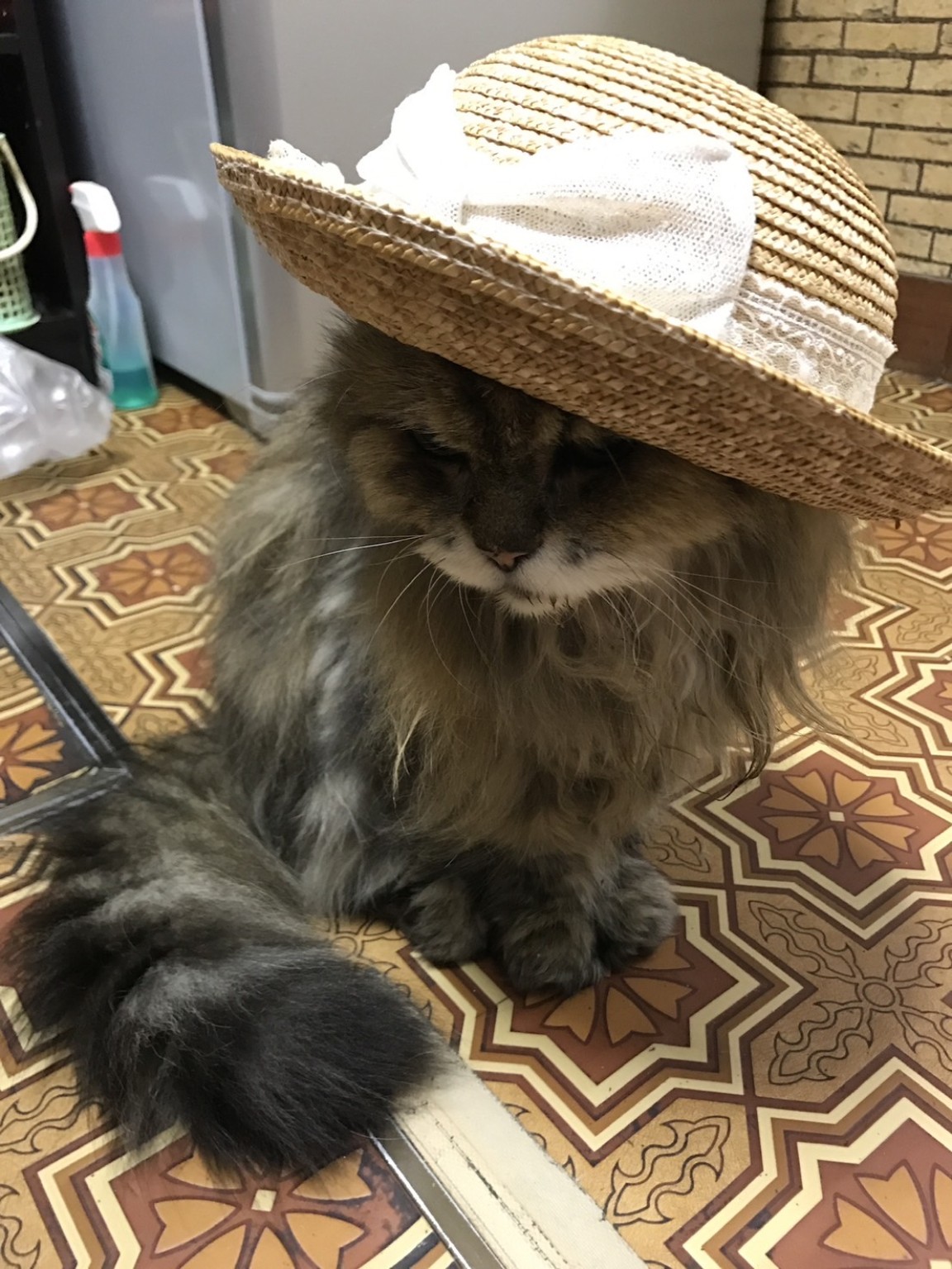 帽子をかぶった猫の写真