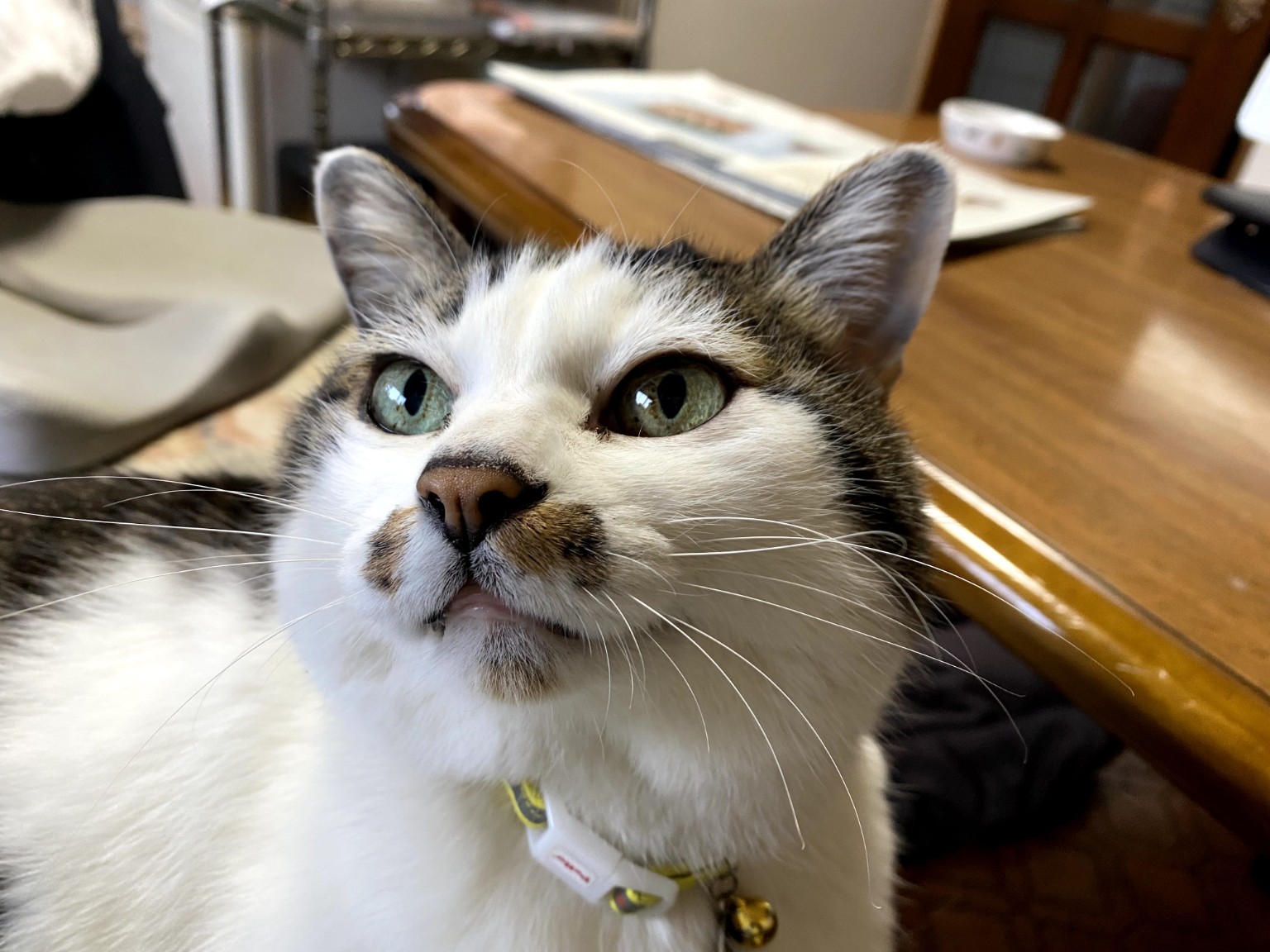 こちらを見つめる猫の写真