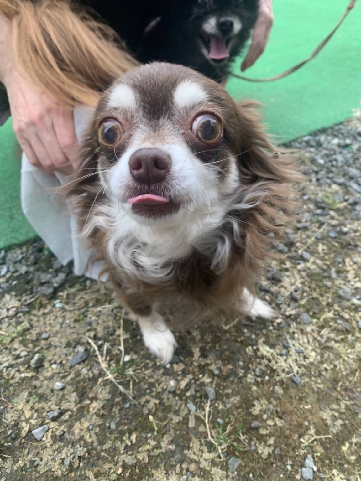 飼い主を見つめる犬の写真